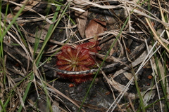 Drosera spatulata