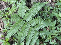 Diplazium laxifrons