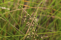 Lomandra multiflora