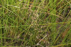 Lomandra multiflora