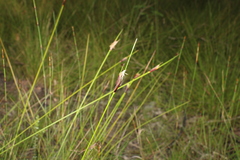 Ptilothrix deusta