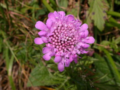 Scabiosa