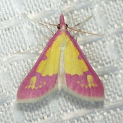 Choristostigma roseopennalis