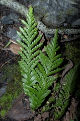 Notogrammitis heterophylla