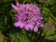 Scabiosa
