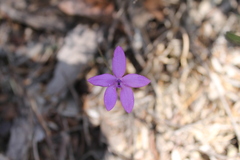 Glossodia minor