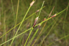 Ptilothrix deusta