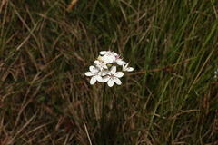 Burchardia umbellata