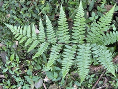 Diplazium laxifrons
