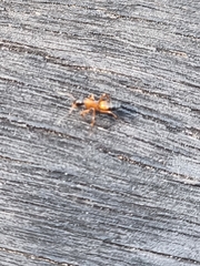 Opisthopsis rufithorax