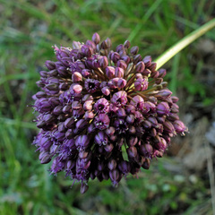 Allium polyanthum