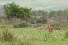 Raphicerus campestris campestris