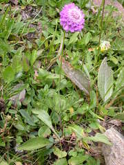 Scabiosa lucida