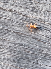 Opisthopsis rufithorax