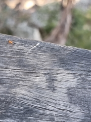 Opisthopsis rufithorax