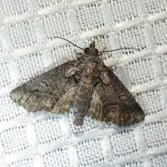 Paectes abrostolella