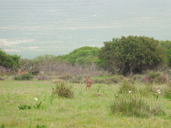 Raphicerus campestris campestris
