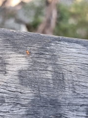 Opisthopsis rufithorax