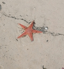 Astropecten