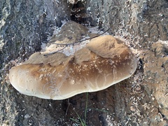 Ganoderma resinaceum