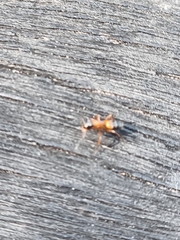 Opisthopsis rufithorax