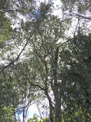 Sophora chathamica