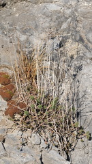 Petrosedum sediforme