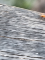 Opisthopsis rufithorax