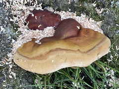 Ganoderma resinaceum