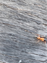 Opisthopsis rufithorax