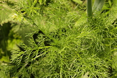 Foeniculum vulgare