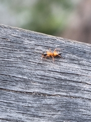 Opisthopsis rufithorax