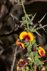 Bossiaea spinescens