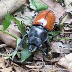 Neolucanus swinhoei