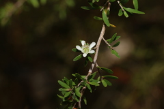 Leptospermum polygalifolium