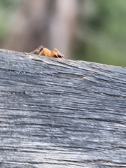 Opisthopsis rufithorax