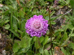 Scabiosa lucida