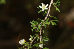Leptospermum polygalifolium