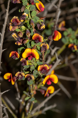 Bossiaea spinescens