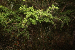Leptospermum polygalifolium