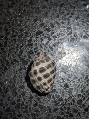 Tenguella marginalba