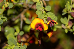 Bossiaea spinescens