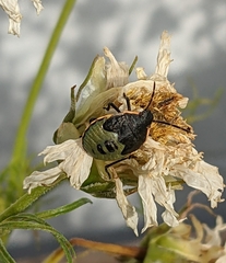 Chlorochroa ligata