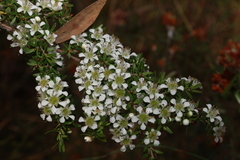 Leptospermum polygalifolium