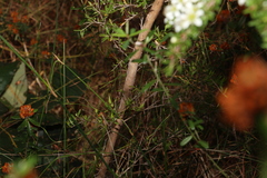 Leptospermum polygalifolium