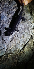Salamandra lanzai