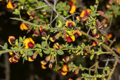 Bossiaea spinescens