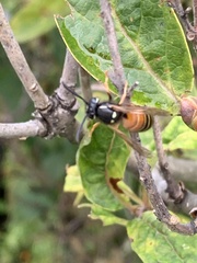 Vespula rufa