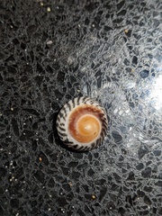 Bembicium nanum