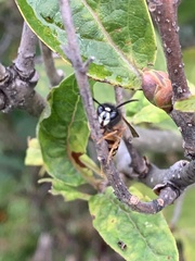 Vespula rufa